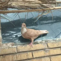 معاوضه کلاغ گوک