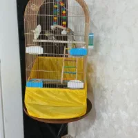 عروس هلندی نر و ماده|پرنده|نسیمشهر, |دیوار