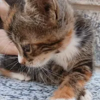 واگذاری بچه گربه خانگی رایگان