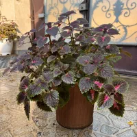 گل و گیاه|گل و گیاه طبیعی|ورامین, ورامین|دیوار