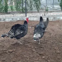 تخم بوقلمون