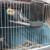 عروس هلندی نر سرمست با قفس و لونه و....|پرنده|مشهد, استاد یوسفی (شهرک غرب)|دیوار