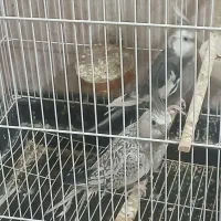 تعدادی عروس هلندی|پرنده|قشم, |دیوار