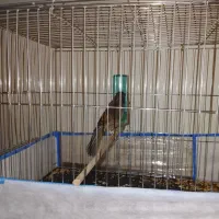 قناری نر سوپر