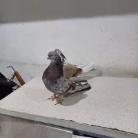 فروش کبوتررنگی|پرنده|بندر امام خمینی, |دیوار