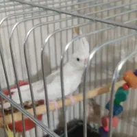 عروس هلندی نر آلبینو