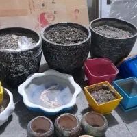 تعدادی گلدان سفالی و پلاستیکی باخاک برگ تازه