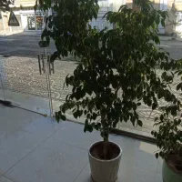 گل بنجیامین|گل و گیاه طبیعی|اشنویه, |دیوار