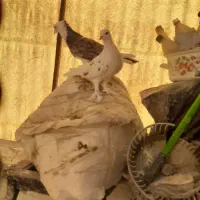 کبوتر . کفتر|پرنده|تهران, ائمه اطهار|دیوار