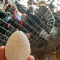 تخم بوقلمون برنز نطفه دار محلی