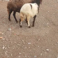 میش بره افشار جوان|حیوانات مزرعه|بروجرد, |دیوار