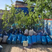 پیشفروش نهال شناسه دار آلو پاییزه|خدمات باغبانی و درختکاری|طبس, |دیوار