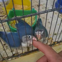 طوطی برزیلی جوجه اهلی و بالغ|پرنده|خوی, |دیوار