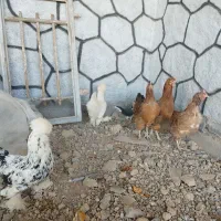 مرغ تخم گذار|حیوانات مزرعه|برخوار, |دیوار