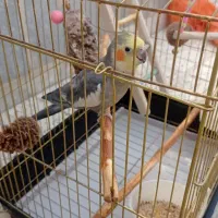 عروس هلندی باقفس