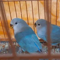 جوجه طوطی برزیلی