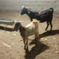 بز کهره دار|حیوانات مزرعه|سعدآباد, |دیوار