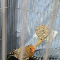 یجفت فنچ فول ارونج