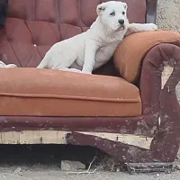 سنگین ترین تولها آماده واگذاری