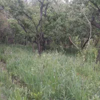 فروش باغ ۹۰۰متر روستای شکرآباد اردل|فروش زمین و ملک کلنگی|اردل, |دیوار