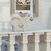 فروش سگ پامرانیان|سگ|شیراز, عفیفآباد|دیوار