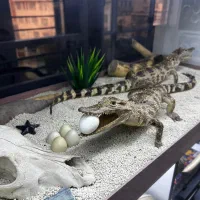 ماکت حیات وحش کروکدیل