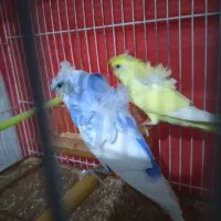 جفت مرغ عشق پروانه ای زیباوفنج نرگسی سفید نرو ماده