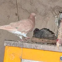 کبوتر رنگی|پرنده|دشتابی, |دیوار