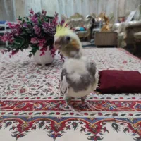 جوجه عروس هلندی لوتینو دوکت|پرنده|پیشوا, |دیوار