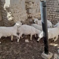 ۵ راس بره وطنی حیکلی|حیوانات مزرعه|هامون, |دیوار