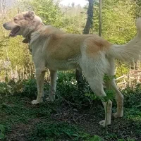 سگ نگهبان