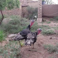 بوقلمون نر