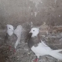 فروش طوقی وپلاکی|پرنده|دره شهر, |دیوار