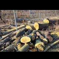 خرید انواع چوب باغی و ساختمانی|خدمات باغبانی و درختکاری|علی‌آباد کتول, |دیوار