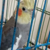 عروس هلندی قشنگ