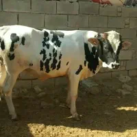 گوساله نر