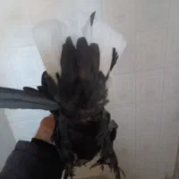 پلنگ،کلاغ،زاغ دمسفید کلاهی کفتر|پرنده|کرمان, |دیوار