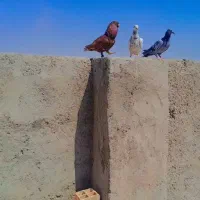 سرخ