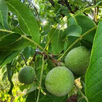 فروش گردوزار و باغ الوان