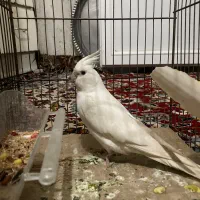 عروس هلندی البینو