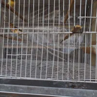 قناری|پرنده|مشهد, کارگران|دیوار