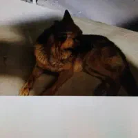 سلام توله سگ ژرمن چهار عدد نر و ماده|سگ|یزد, |دیوار