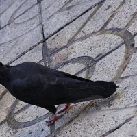 کفتر، جفت زاغ مهر ، سرخ نر ،زاغ آبادانی|پرنده|فشاپویه, |دیوار