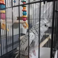 عروس هلندی ماده