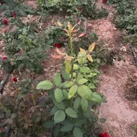 اجاره گلخانه