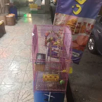 ۲ عدد مرغ عشق|پرنده|رباط‌کریم, رباط‌کریم|دیوار