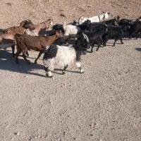 گوسفند بزو بزغاله دوبری