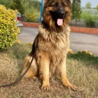 ژرمن اصیل شولاین|سگ|تبریز, |دیوار