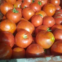 ابگیری گوجه وانگور با دستگاه جدا گانه