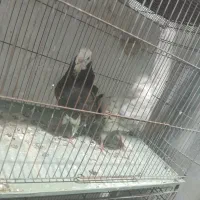 کبوتر پرشی|پرنده|علی‌آباد کتول, |دیوار